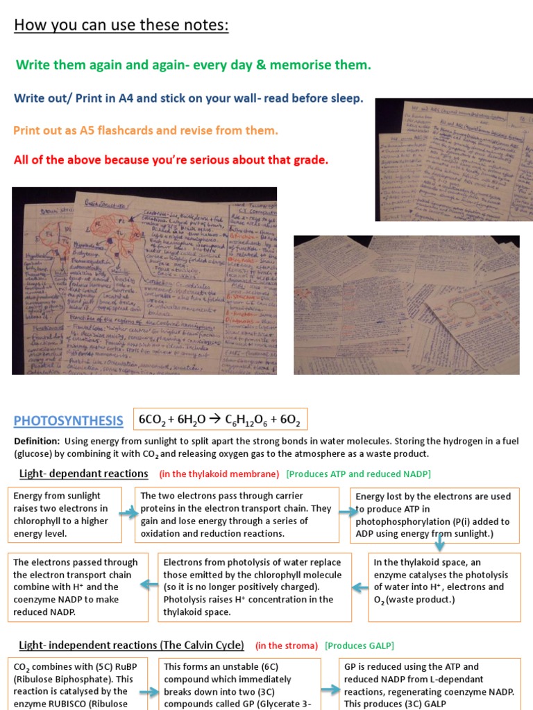 Edexcel A2 Biology Unit 4 Revision Cards (Autosaved) | PDF | Immune ...
