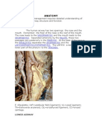 Anatomy: Upper Airway