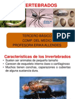 ANIMALES CLASIFICACION - INVERTEBRADOS-CDELMEDIO-3º BÁSICO