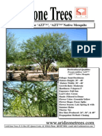 Prosopis Juliflora AZT™', AZT™' Native Mesquite