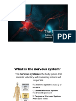 Neuron 3