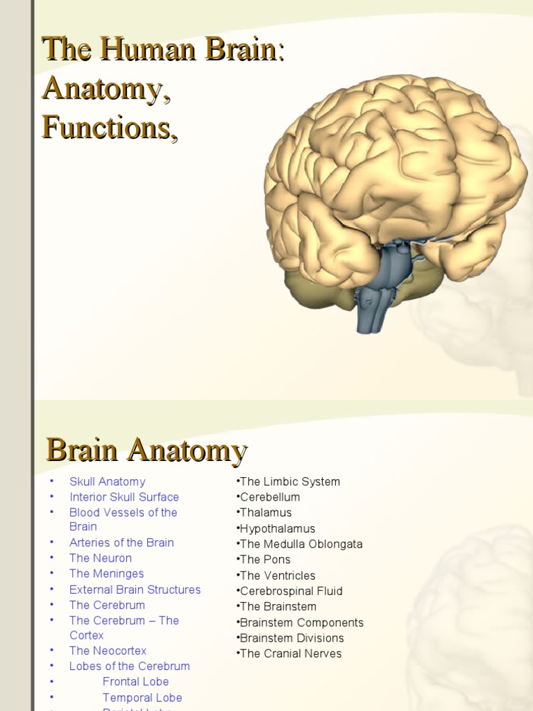Brain Anatomy Research | Brainstem | Human Brain