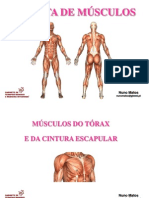 Musculos Torax C Escapular