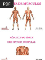 Musculos Torax c Escapular