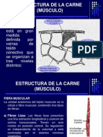 2.ESTRUCTURA DE LA CARNE (MÚSCULO)