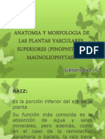 Diapositivas Anatomia y Morfologia de Las Plantas Vasculares