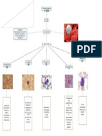 Mapa Conceptual Globulo Blanco