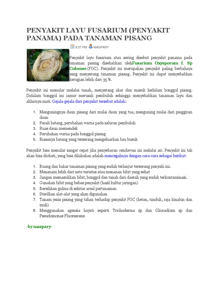 Penyakit Layu Fusarium pada Pisang | PDF | Sains & Matematika