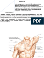 toracele