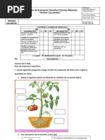 ADECUACION Evaluacion Cienciasnat 3ros Unidad Plantas