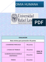 Organizacion Del Cuerpo Humano