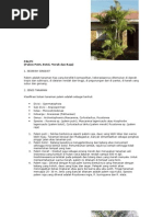 Download BudidayaTanamanPalem by greensangrilla SN145747355 doc pdf