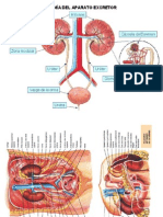 Aparato excretor