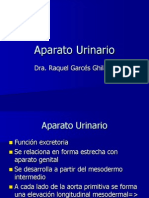 Aparato Urinario: Desarrollo, Anatomía y Anomalías