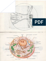 Mic Atlas de Anatomia Omului