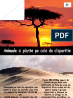 Plante Si Animale Pe Cale de Disparitie