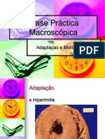 2.2 Adaptação e Morte Celular (Práctica Macroscópica)