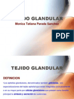 3-4.Tejido Glandular.version2004.ppt