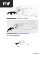 FF Anastrepha Bactrocera Ceratitis Dirioxa Rhagoletis Toxotrypana Mouth Hooks of Different Species Diagrams Jessup 2010