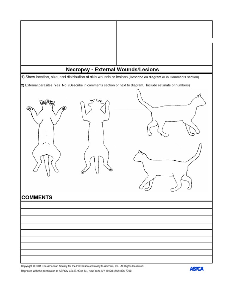 Necropsy External Wounds Lesions Cat PDF