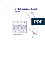Figure 1.1: Diagram of The Cells of The Cervix and Uterus