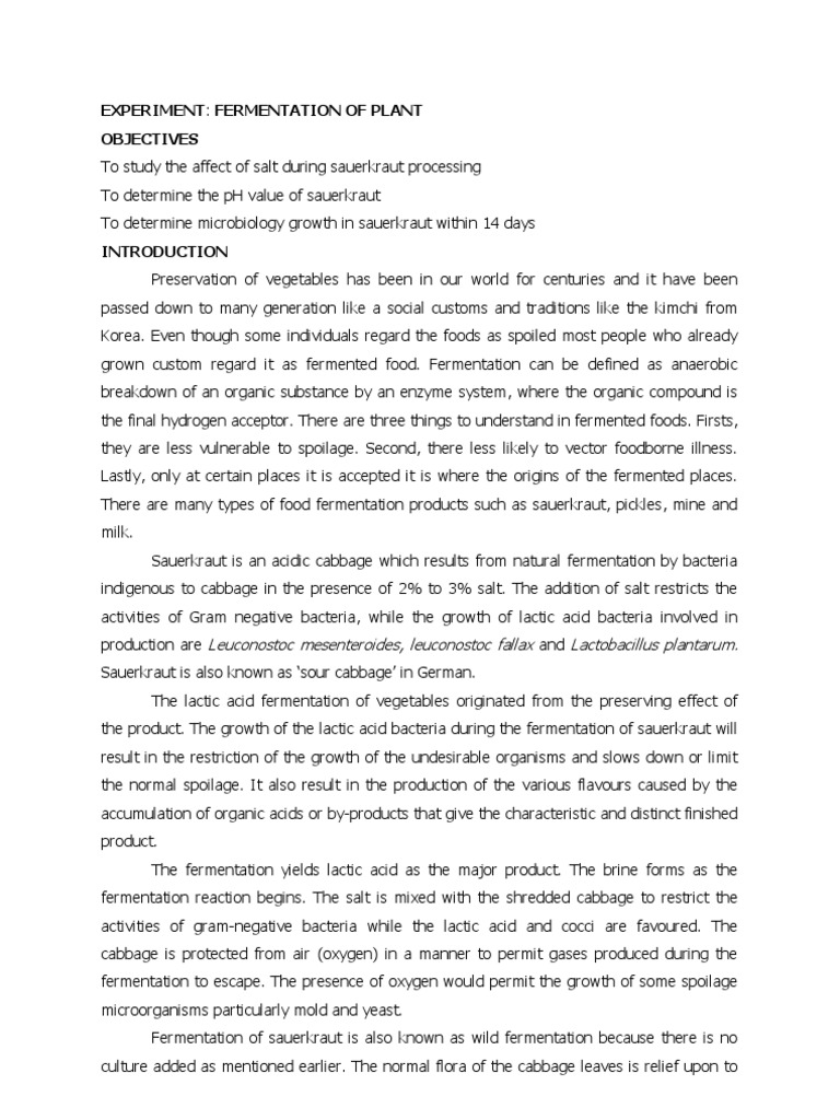 Lab Sauerkraut PDF Fermentation Lactobacillus