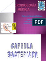 capsula bacteriana