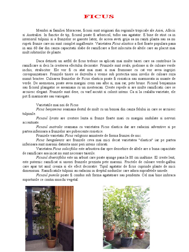 Ficusii | PDF