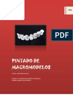 Anatomía dental macromodelos