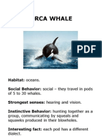 Orca Whale: Habitat: Oceans. Social Behavior: Social - They Travel in Pods