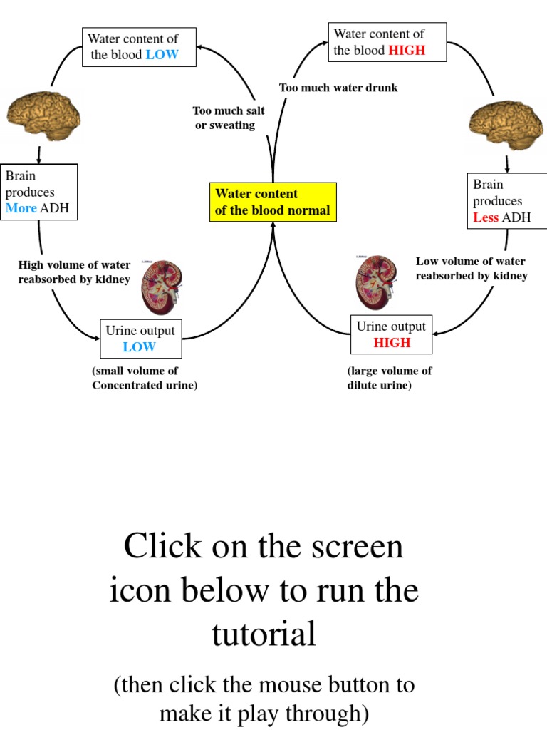 ADH and Kidney Osmoregulation Process | PDF | Kidney | Urine