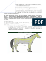 Bases de Psicobiología. El Cerebro Del Caballo Vs El Cerebro Humano. Los Sentidos Del Caballo