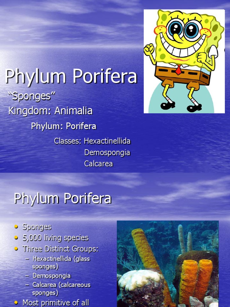 Notes on the Phylum PORIFERA Sponge Skeleton