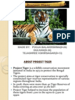 Tiger Project.ppt