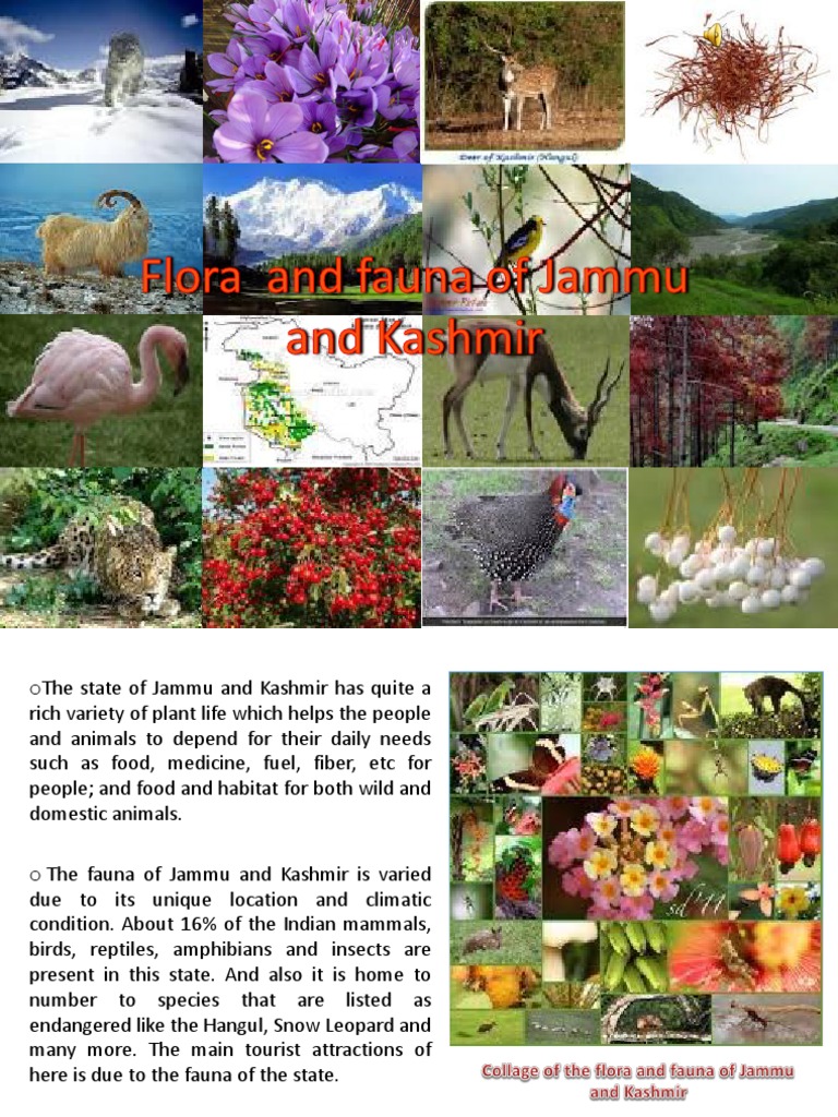 Flora and fauna of jammu and kashmir.pptx Trees Pine
