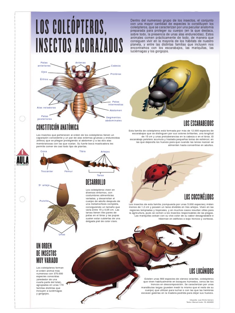 anatom-a-y-diversidad-de-cole-pteros-pdf-ciencia-y-matem-ticas