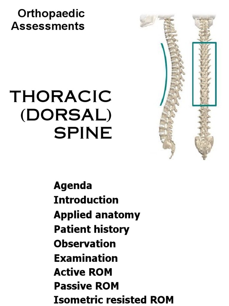 Thoracic (Dorsal) Spine | Vertebral Column | Vertebra