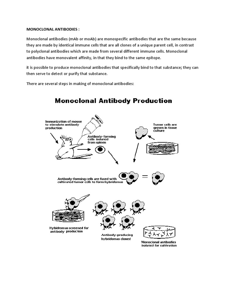 Monoclonal Antibodies: Production, Uses and Application | PDF ...