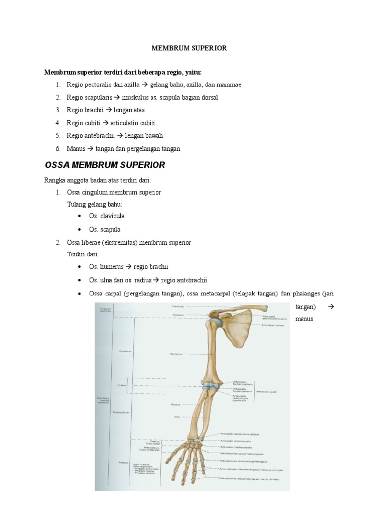 Struktur dan Fungsi Membrum Superior | PDF
