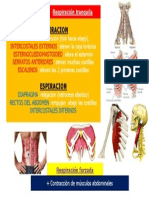 Musculos Respiracion