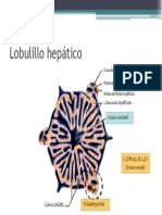 Lobulillo Hepático