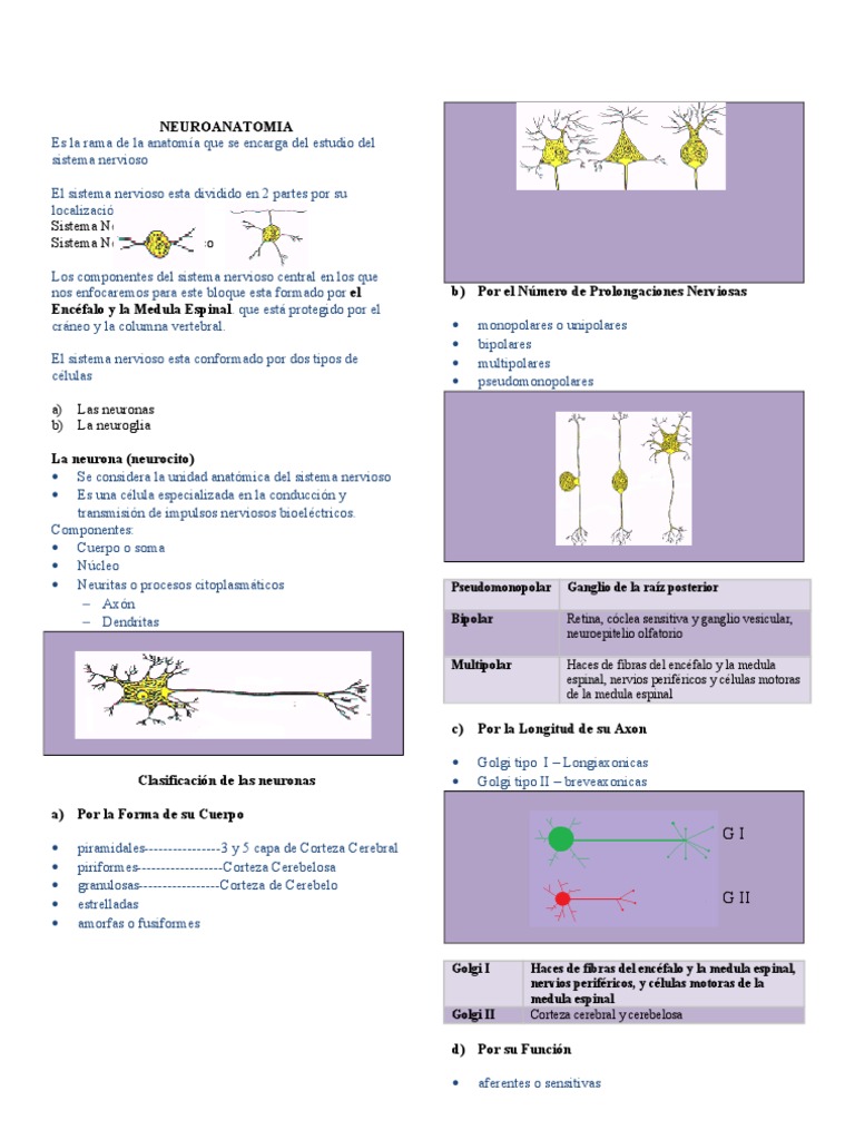 Generalidades Neuro | PDF | Sinapsis | Sistema nervioso