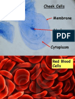 Cheek Cells Membrane Nucleus