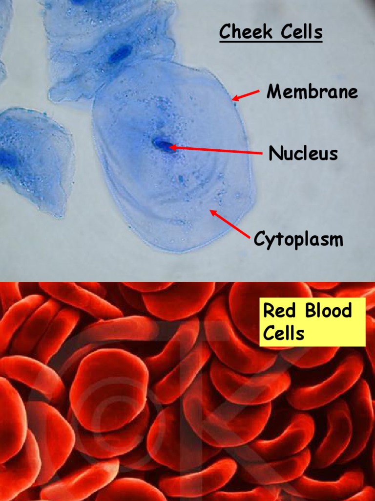 Cheek Cells Membrane Nucleus | PDF