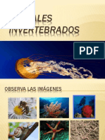 Animales Invertebrado