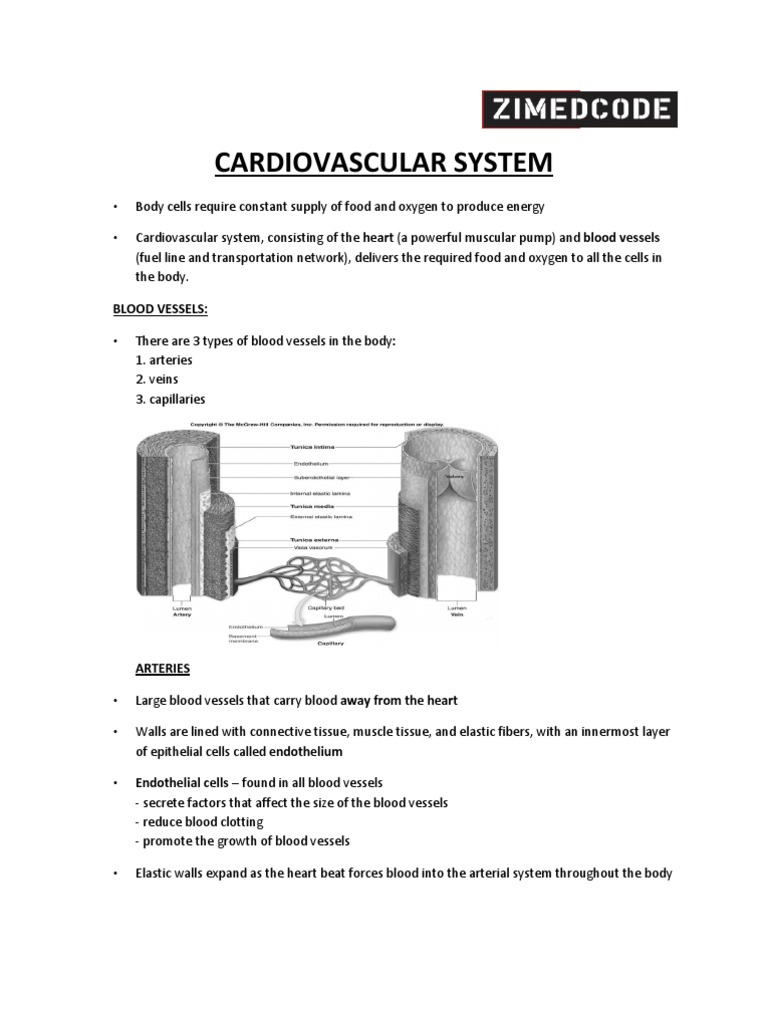 Overview of the Cardiovascular System | PDF | Heart Valve | Heart