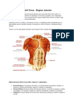 La Musculatura Del Torax