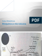 3. Metabolismo microbiano