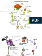 Ciclo de Vida de Plantas Con Flores