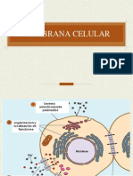 8.  membrana